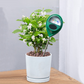 🌱 LIMITED-TIME 50% OFF! 💧 Professional Soil Moisture Meter – Battery-Free, Easy Read, Indoor & Outdoor ✨