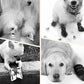 Breathable Glow-in-the-Dark Pet Shoes with Cut-out Design & Hook-and-Loop Closure for Small to Medium Dogs