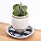 🌱 Root-Saving Pot Riser – Elevate Your Plants for Better Drainage & Healthier Roots 💚