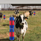 🐄 LIMITED-TIME 50% OFF! 🐴 Livestock Full Massage Grooming Scratching Brush – Dense Bristles, Wall Mount, Multi-Animal ✨